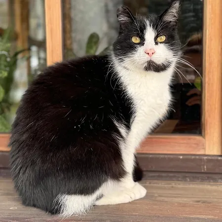 Binderhof Kirchdorf in Tirol