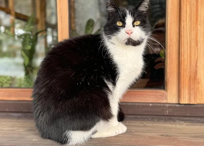 Binderhof Kirchdorf in Tirol